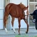 【注目馬動向】秋華賞５着のサムシングスイートはエリザベス女王杯を視野に　伊藤大調教師が明かす