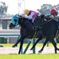 【注目馬動向】もみじＳ逃げ切りＶのロンドンガーズは京王杯２歳Ｓへ　フルーツバスケットは東京スポーツ杯２歳Ｓ