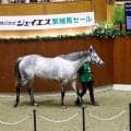ジェイエス繁殖馬セールは売上総額9億円超 最高価格は「テイエムスパーダ」で1億2000万円