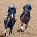 【菊花賞】ジャスティンシカゴは息ピッタリ　原優介騎手「１着という結果以外は今は考えていない」