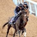 【菊花賞】２冠馬撃破へ　ダノンヒストリーは風格漂う最終デモ　堀調教師「今まで調教させてもらった中でも一番フットワークが大きいのでは」