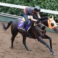 【菊花賞】ロブチェン３冠阻止へ、コンジェスタス今回は躍動感が違う！高野調教師「いい状態で２冠馬に挑めます」