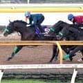【天皇賞・秋・１週前】重賞３勝馬エルトンバローズが好気配　松若風馬騎手「１週前の状態としては順調ですね」
