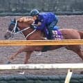 【注目馬動向】ジュウリョクピエロがエリザベス女王杯に向けて初時計　寺島調教師「何の問題もないですね」