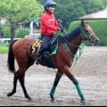 【注目馬動向】サウジアラビアロイヤルＣ２着のサトノハクマイが朝日杯ＦＳへ