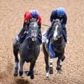 【天皇賞・秋１週前】昨年覇者マスカレードボールがリアライズシリウスと併せ馬　手塚久調教師「すごくいいですね」