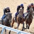【菊花賞】「経験豊富な豊さんに全て委ねます」仕上がった〝ダービー４着馬〟武豊騎手がラスト１冠へ導く