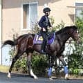 【菊花賞】４連覇狙うルメールが春クラシック不出走のエピファネイア産駒導く　北海道で近２戦圧勝のダノンヒストリー