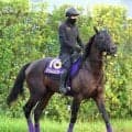 【菊花賞・金曜気配】落ち着き十分！マジョレルブルーは天気がカギに　友道調教師「あまり悪くなってほしくはない」