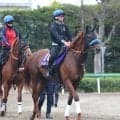 【菊花賞・金曜気配】ジャスティンシカゴは角馬場で好気配　宮田調教師は「男になってほしいですね」と原優介騎手にエール