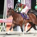 【注目馬動向】ジャパンダートクラシック制覇のシルバーレシオはチャンピオンズＣを目指す