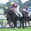 【京都5R新馬戦結果】キズナ産駒スマートピナクルが人気に応えてデビュー勝ち