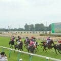 【新潟5R新馬戦結果】キズナ産駒アフェクトが追い比べを制してV