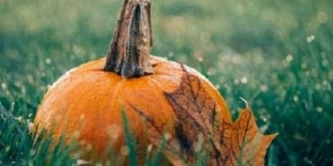 なぜ秋に食欲が増すの？