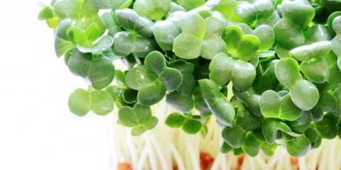 知ってる？ブロッコリースプラウトの「スルフォラファン」の凄さ！