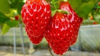 美味しいだけじゃない「いちご」の美容成分