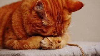 脳の疲労感を減らす方法「1分間の休息、仮眠のススメ」