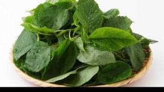 夏野菜の王様！モロヘイヤの驚くべき効果効能