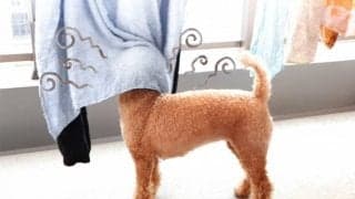 タオルが臭～くなる…“NGポイント”3つ！清潔でイイ匂いのタオルにするお手入れ方法とは