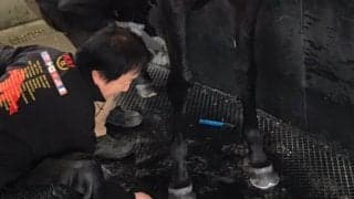 【装蹄師・西内荘コラム】右手薬指を亜脱臼してしまいました…
