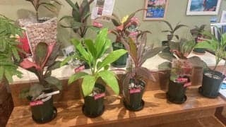 観葉植物でリラックス空間を