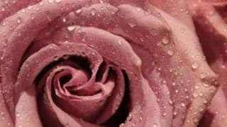 女性の更年期障害はいつはじまり、どんな症状か？