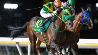 【盛岡・マイルチャンピオンシップ南部杯枠順】ウィルソンテソーロは2枠2番、ルクソールカフェは5枠5番