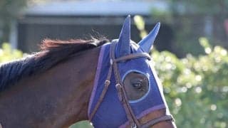 【秋華賞】紫苑Ｓ３着ドリームコアが再びの右回り克服で最後の１冠取りへ　田中博調教師「走ったことで中身の向上で…」