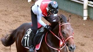 【今週のトク注新馬】フォーエバーヤングの弟で３億円馬ヤングリッチが今週の京都で芝デビュー　陣営「思っているより（時計が）速くなる」
