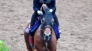 初年度の種付け頭数が大人気の２１８頭！　供用１年延長のアメリカンファラオは来年の種付け料も４００万円に設定