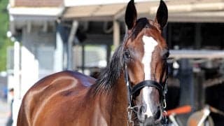 【注目馬動向】アイルランドＴで復活Ｖのカムニャックは川田将雅騎手とのコンビでエリザベス女王杯へ