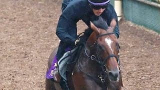 【富士Ｓ】半年休養明けでもアドマイヤズームは元気一杯　陣営「いい状態で来ているなと思います」