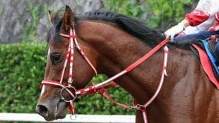 【注目馬動向】アメリカンステージはＢＣターフスプリント本線もマーフィー騎手との再コンビでＢＣスプリントへの出走濃厚