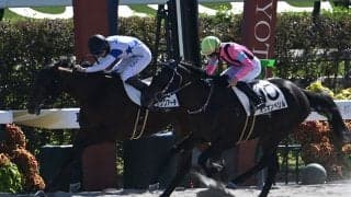 【京都6R新馬戦結果】ナダル産駒チュウワアーチが人気2頭の一騎打ちを制す