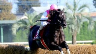 【東京ハイジャンプ】ジューンベロシティが圧巻の逃げ切りで３連覇を達成　高田潤騎手「このレースを勝つために１年間」