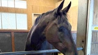 無敗の秋華賞馬モンローウォークは当日１８時前に栗東に帰厩　一夜明け元気な姿に陣営「いい経験になったんじゃないかな」