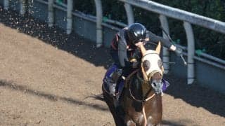 【菊花賞・理貴の特注馬】コントレイル産駒のコンジェスタスが３冠達成に待った　高野調教師「距離が延びた方が…」